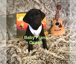 Small Photo #2 Labrador Retriever-Unknown Mix Puppy For Sale in Sandy, UT, USA