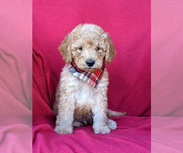 Medium Photo #1 Labradoodle Puppy For Sale in WILLOW STREET, PA, USA