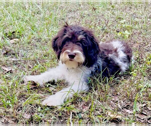 Medium Photo #4 Aussiedoodle Puppy For Sale in Valrico, FL, USA