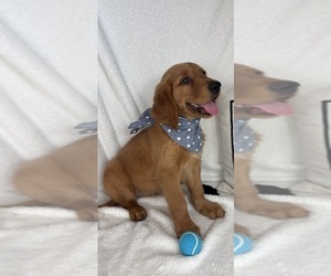 Golden Retriever Puppy for Sale in GREENFIELD, Indiana USA