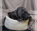 Puppy Mal Great Dane