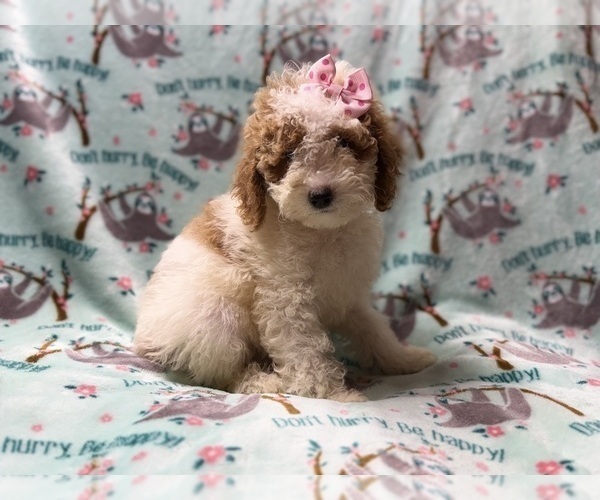 Medium Photo #8 Poodle (Miniature) Puppy For Sale in LAKELAND, FL, USA