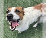 Small #1 Australian Shepherd-Red Heeler Mix