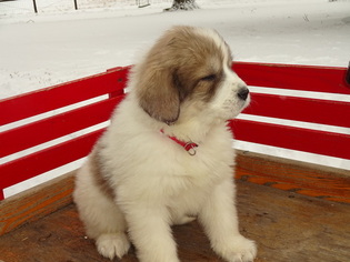 Great Pyrenees Puppy for sale in NORA SPRINGS, IA, USA