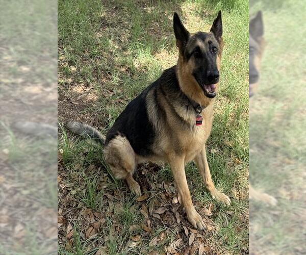 Medium Photo #1 German Shepherd Dog Puppy For Sale in San Antonio, TX, USA