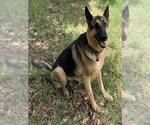 Small German Shepherd Dog