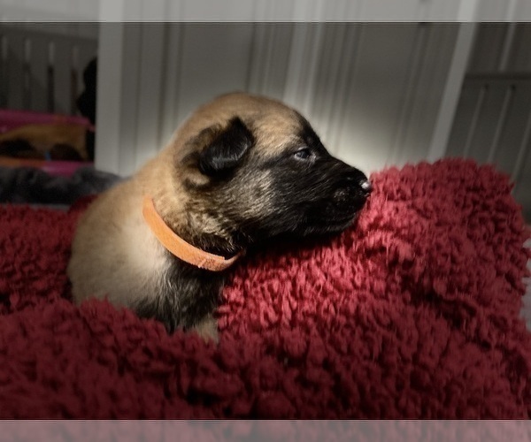 Medium Photo #118 Belgian Malinois Puppy For Sale in REESEVILLE, WI, USA