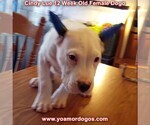 Small Photo #145 Dogo Argentino Puppy For Sale in PINEVILLE, MO, USA