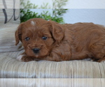 Small Photo #16 Cavapoo (Toy) Puppy For Sale in GREENWOOD, WI, USA
