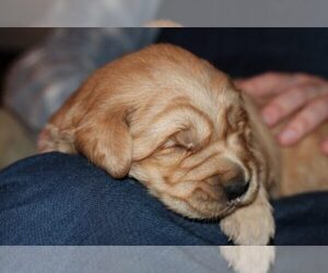 Golden Retriever Puppy for sale in BORGER, TX, USA