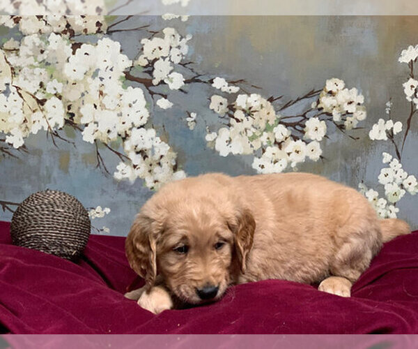 Medium Photo #1 Golden Retriever Puppy For Sale in SALEM, KY, USA