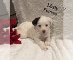 Small Photo #7 Poodle (Miniature)-Unknown Mix Puppy For Sale in WOODBURY, TN, USA