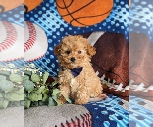 Maltese Puppy for sale in LINCOLN UNIVERSITY, PA, USA