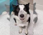 Small #19 Border Collie