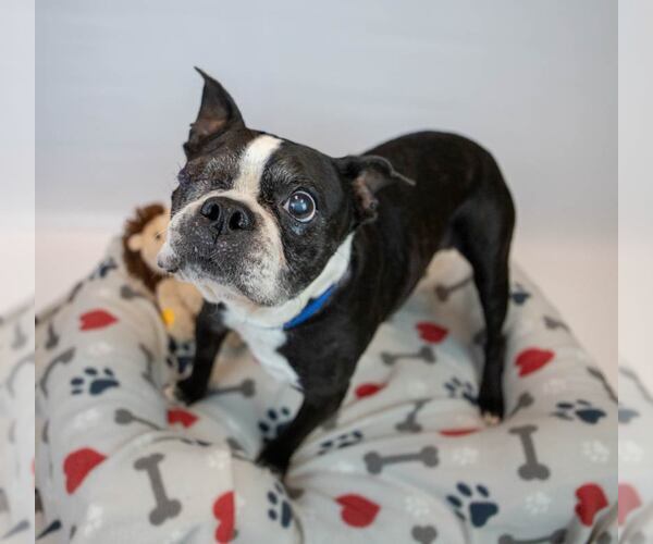 Medium Photo #4 Boston Terrier Puppy For Sale in Kennesaw, GA, USA