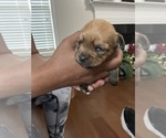 Puppy Puppy 3 YorkiePoo
