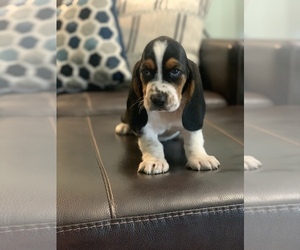 Basset Hound Puppy for Sale in CISCO, Texas USA