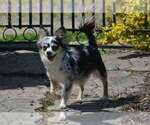 Small Photo #1 Chihuahua Puppy For Sale in NEWVILLE, PA, USA