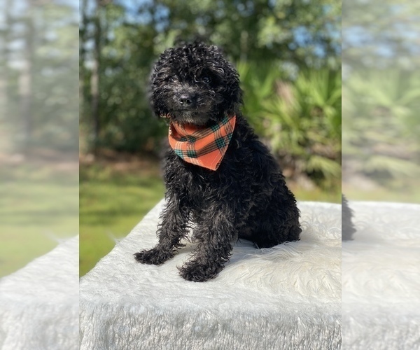 Medium Photo #15 Goldendoodle Puppy For Sale in FROSTPROOF, FL, USA