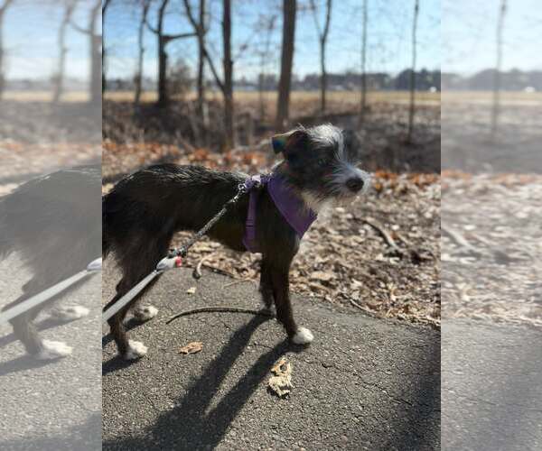 Medium Photo #6 Mutt Puppy For Sale in Minneapolis, MN, USA