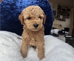 Small #7 Goldendoodle (Miniature)