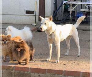 Shiba Inu-Unknown Mix Dogs for adoption in Lake Elsinore, CA, USA