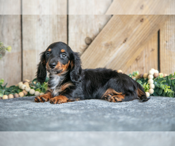 Medium Photo #3 Dachshund Puppy For Sale in GREENWICH, OH, USA