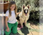Small #3 German Shepherd Dog