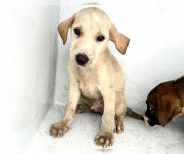 Medium Photo #1 Labrador Retriever Puppy For Sale in Houston, TX, USA