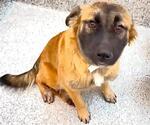 Small #1 German Shepherd Dog