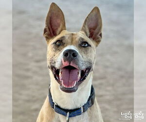 Mutt Dogs for adoption in Washington, DC, USA