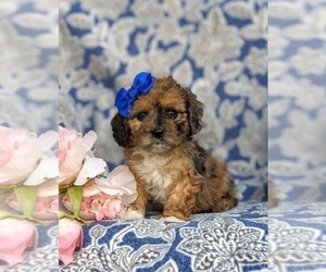 Poodle (Miniature)-ShihPoo Mix Puppy for sale in LINCOLN UNIVERSITY, PA, USA