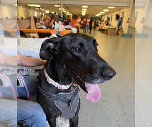 Great Dane Dogs for adoption in Wheaton, IL, USA