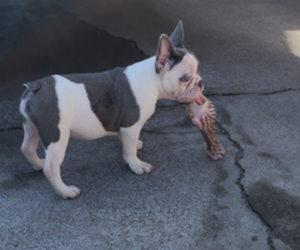 French Bulldog Puppy for sale in ANTIOCH, CA, USA