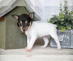 Puppy Victor Fox Terrier (Toy)