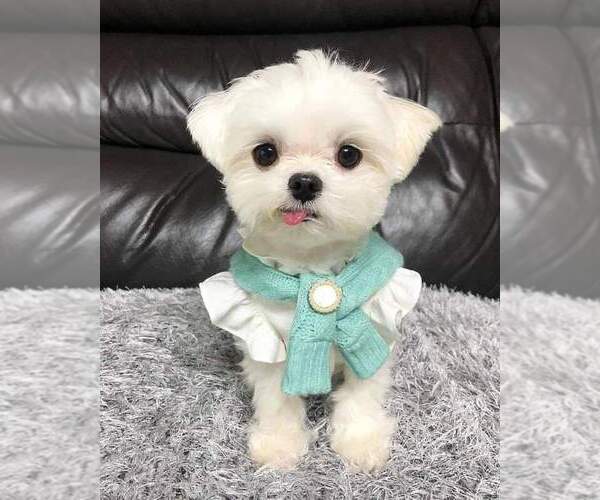 Medium Photo #1 Maltese Puppy For Sale in CLERMONT, FL, USA