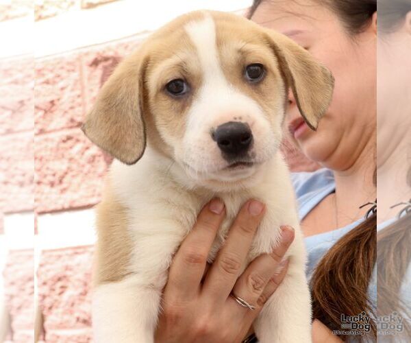 Medium Photo #5 Retriever -Unknown Mix Puppy For Sale in Washington, DC, USA