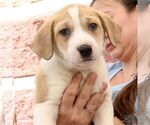 Small #4 Retriever  Mix