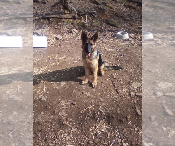 Medium Photo #1 German Shepherd Dog Puppy For Sale in JASPER, AR, USA
