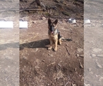 Small Photo #1 German Shepherd Dog Puppy For Sale in JASPER, AR, USA