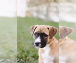 Small #4 American Staffordshire Terrier-Boxer Mix