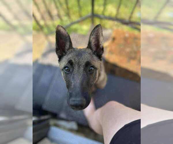 Medium Photo #4 Mutt Puppy For Sale in Imlay City, MI, USA