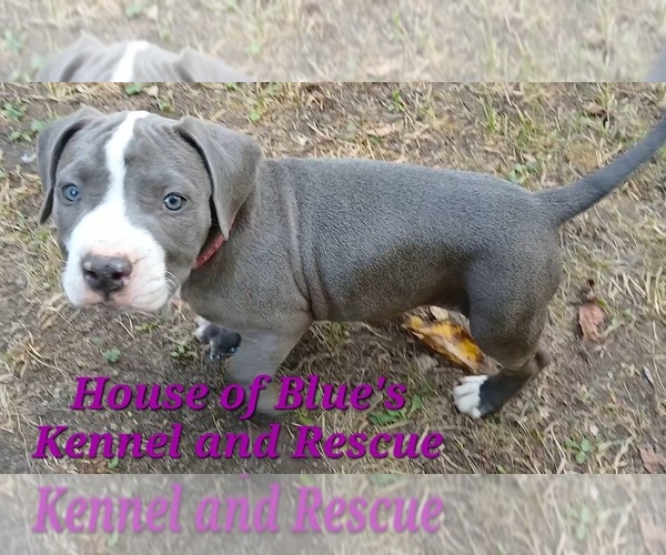 Medium Photo #6 American Pit Bull Terrier Puppy For Sale in DELAWARE, OH, USA