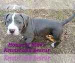 Small #5 American Pit Bull Terrier
