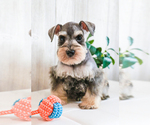 Small Photo #8 Schnauzer (Miniature) Puppy For Sale in SYRACUSE, IN, USA