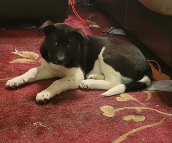 Medium Photo #5 Akita-American Staffordshire Terrier Mix Puppy For Sale in AUGUSTA, GA, USA