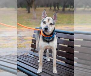 Feist Terrier-Shiba Inu Mix Dogs for adoption in Derwood, MD, USA