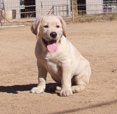 Labrador Retriever Puppy for sale in CALIENTE, CA, USA