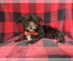 Small #7 Schnauzer (Miniature)