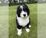 Puppy Andy Bernedoodle
